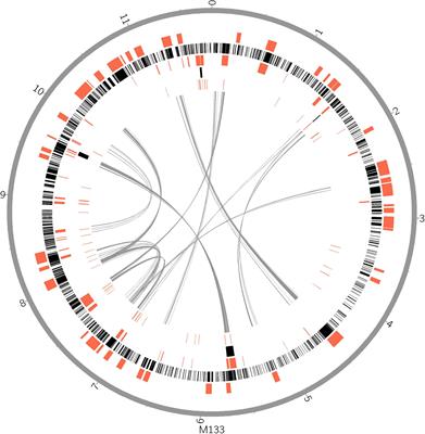 Comparative Genomics Reveal the Animal-Associated Features of the Acanthopleuribacteraceae Bacteria, and Description of Sulfidibacter corallicola gen. nov., sp., nov.